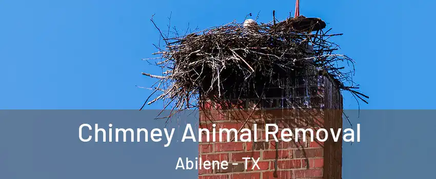 Chimney Animal Removal Abilene - TX