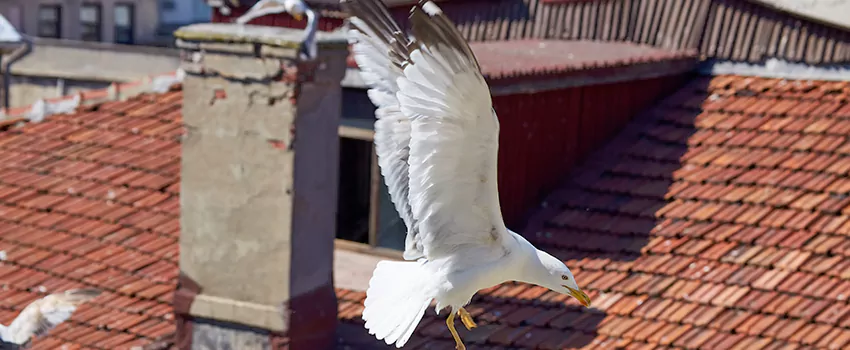 Residential Chimney Animal Removal Solution in Abilene, TX