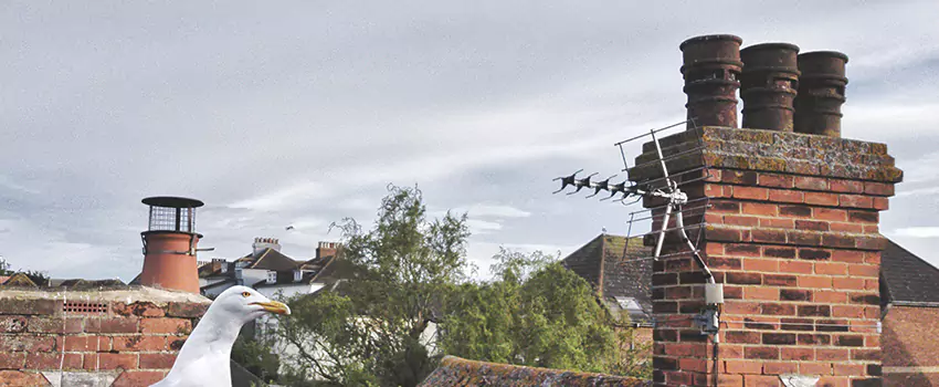 Chimney Cleaning And Restoration in Abilene, Texas